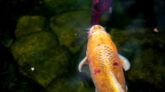 橙色的锦鲤或鲤鱼在池塘里游泳