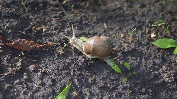 带壳蜗牛在泥土地上爬行的4k特写