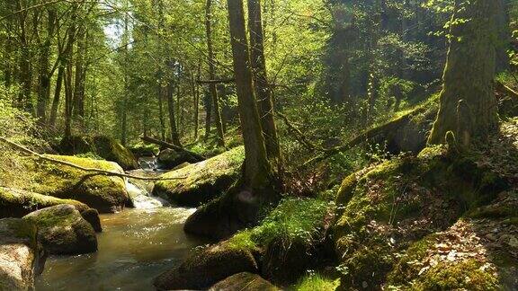 岩石泉森林中的小溪