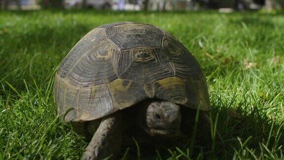 乌龟在草地上走