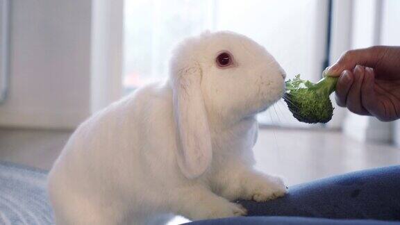 白色的宠物兔子喜欢吃西兰花