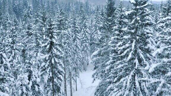 一幅被白雪覆盖的森林的航拍照片