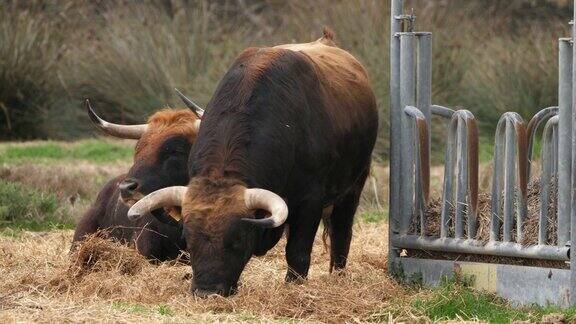 西班牙斗牛在田野里卡马格法国