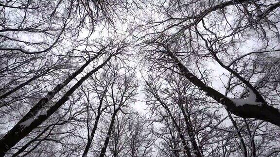 树枝被雪覆盖摄影车拍摄