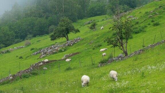 挪威在挪威丘陵牧场放牧的家养绵羊羊在绿色的草地上吃着新鲜的春草绵羊农场