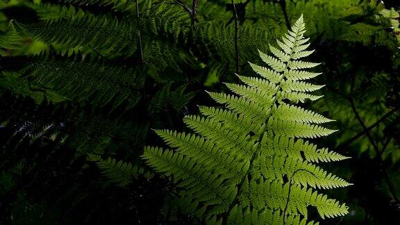 蕨类植物的特写与黑暗的背景