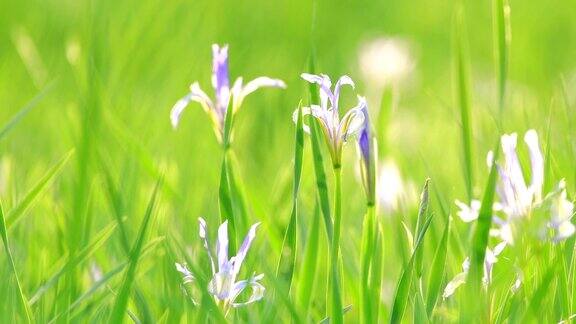 背景绿草与小花