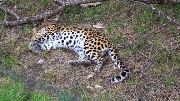 豹子躺下来玩草