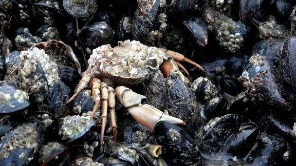 北海瓦登海贝壳滩的青蟹蜕壳