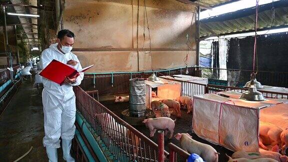 亚洲兽医正在阅读养猪场猪的健康报告