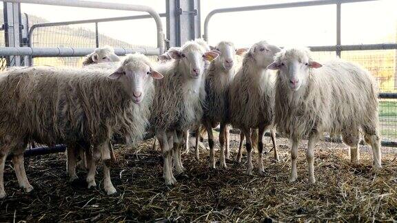 谷仓里美丽有趣的绵羊画像