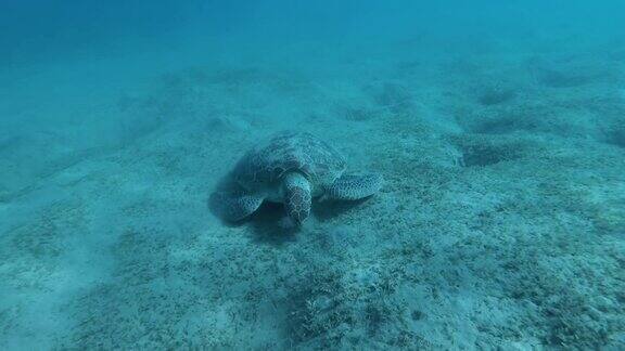 慢镜头海龟慢慢地浮在沙底一边撕扯一边吃海草绿海龟(Cheloniamydas)埃及红海