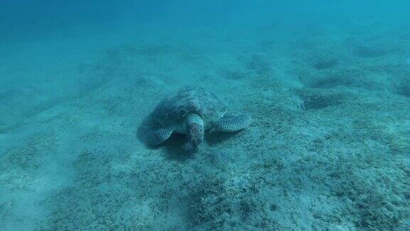 海龟在海底吃绿色的海草的特写