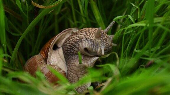 头上有角的蜗牛在绿色的草丛中爬行