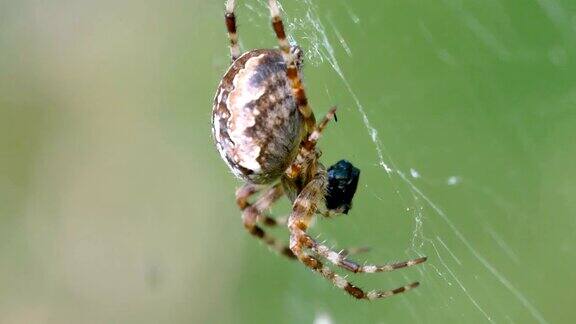 仔细看蛛网上的棕色大蜘蛛