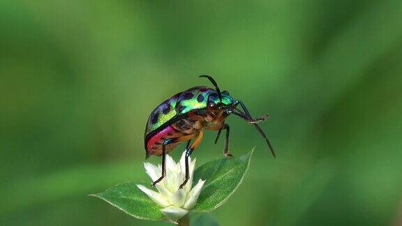 花上的甲虫