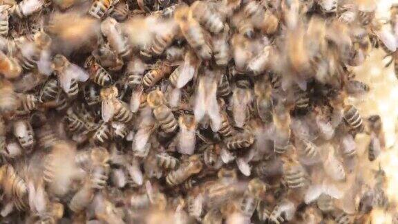 更新蜂蜜的乐趣:蜜蜂从重新使用的蜡梳子上收获蜂蜜