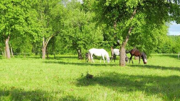一群马在苹果园里吃草