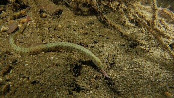 海下沙质海床上的龙脸尖嘴鱼