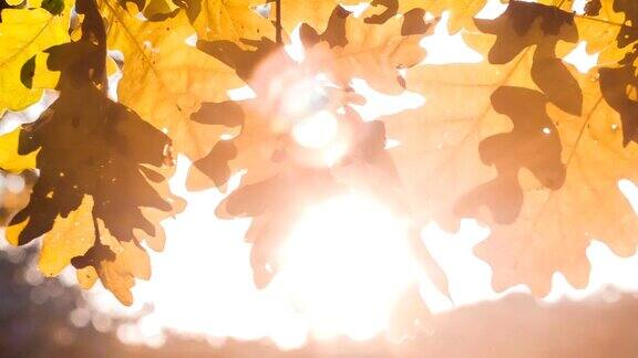 阳光透过橡树的叶子嬉戏背光透过树叶照进来秋天的开始