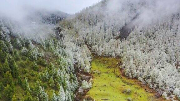 森林和草原被一场突如其来的大雪染成了白色