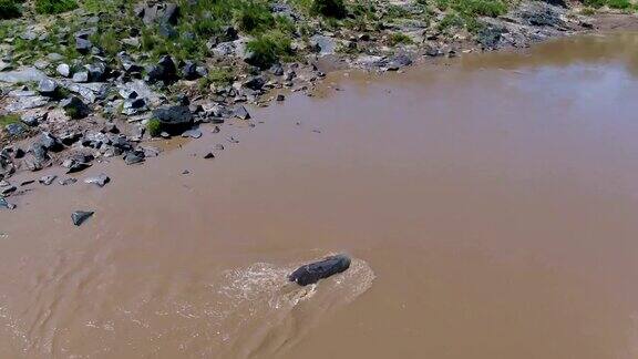 无人机拍摄到塞伦盖蒂河中的河马