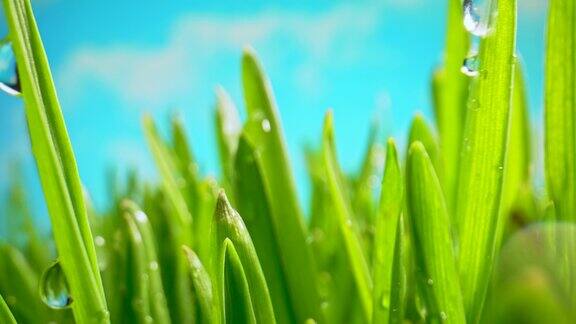 新鲜的绿草特写露珠在风中摇曳的草