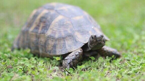 小乌龟在绿草上吃