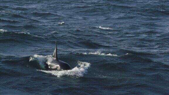 挪威海的虎鲸