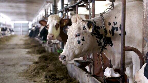 牛棚农业中吃干草的牛农场谷仓里的奶牛