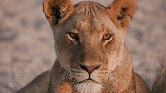 博茨瓦纳一头母狮盯着镜头