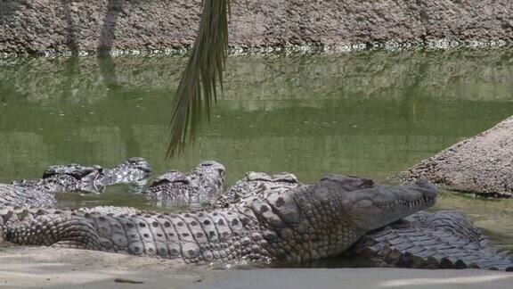 鳄鱼在一条河的动物园自然公园