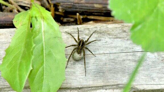 花园里的木板上有一只大黑蜘蛛