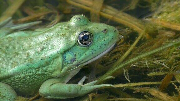 食用蛙是沼泽蛙和池蛙的杂交品种