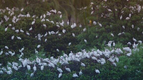 鸟类保护区的一大群白鸟