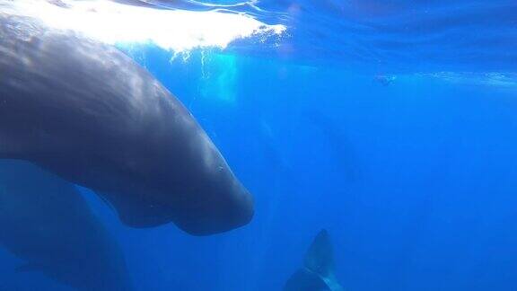 斯里兰卡2022年海平面上的抹香鲸群