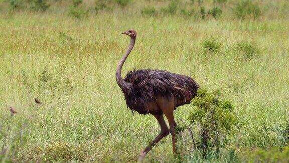 美丽的鸵鸟在非洲大草原的野生完美的动物生活在自然界