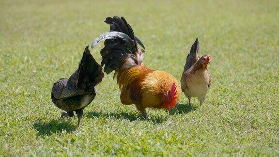 一群在草地上吃草的矮脚鸡