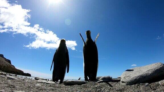 索尔兹伯里平原上的帝企鹅