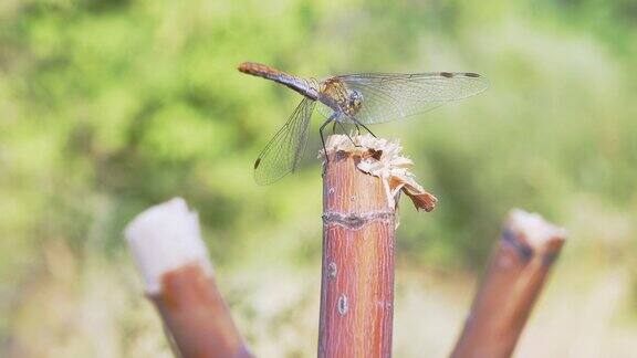黄色蜻蜓坐在干燥的树枝上折叠着翅膀休息4K近距离
