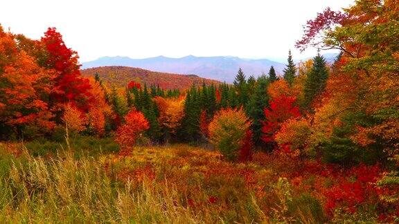 新罕布什尔州白山中的秋叶