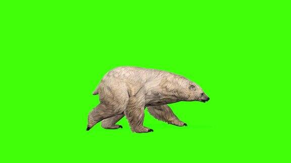3D逼真的北极熊行走无缝循环绿色屏幕渲染4k野生动物北极熊或白熊运行动画孤立的色度键