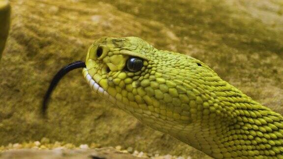 近距离观察响尾蛇的头部