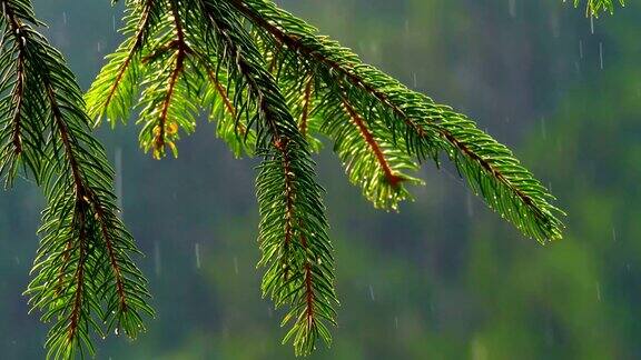 雨在森林自然森林背景