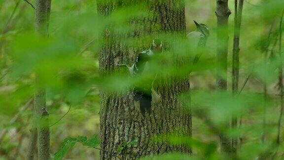 栖息在树上的啄木鸟突然转过身来一个跟着一个
