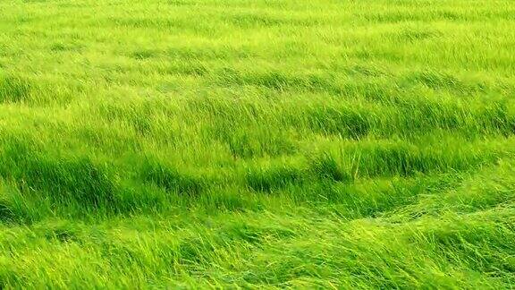 时光流逝风景如画的风吹绿了稻田的叶子