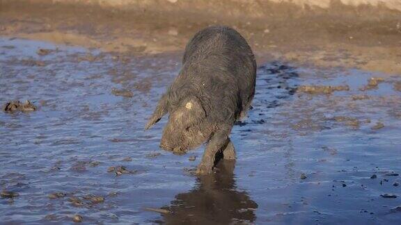 满是泥的Mangalica猪