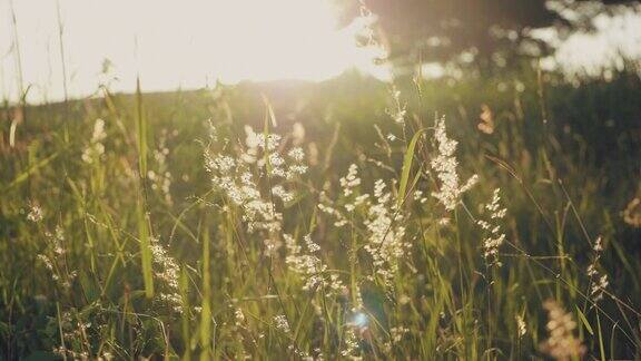 夕阳下草地上的鲜花