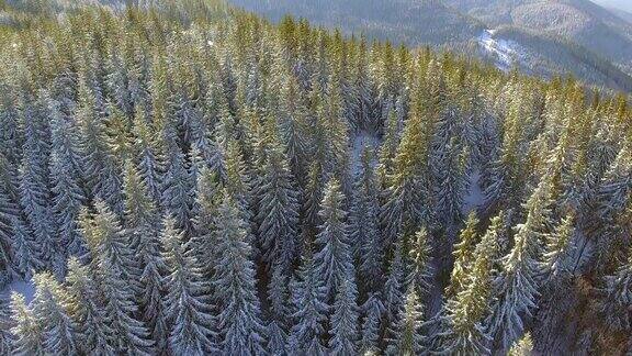 空中积雪覆盖的树木景观冬季自然森林旅行白色旅游