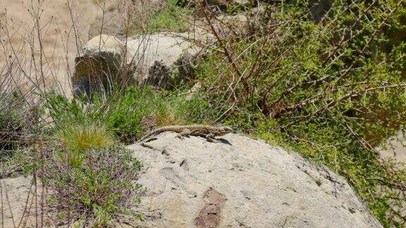 蜥蜴在岩石和山上奔跑有选择性的重点大自然